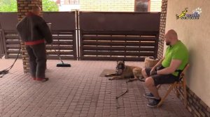 Собака для охраны, ситуативная дрессировка, малинуа Ганс