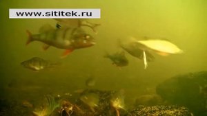 Видеокамера для рыбалки FishCam 360