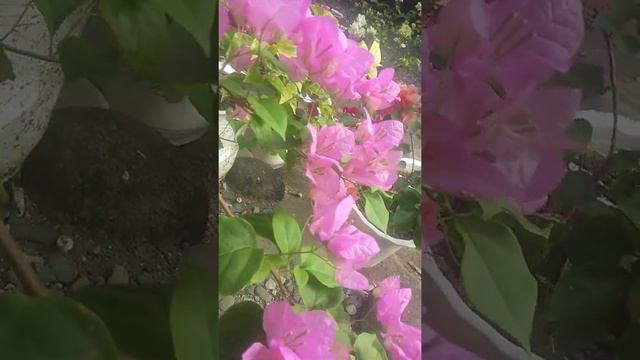 pink lady bougainvillea смотреть онлайн