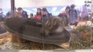 Дегу или  чилийская белка Покупка на ilikepet