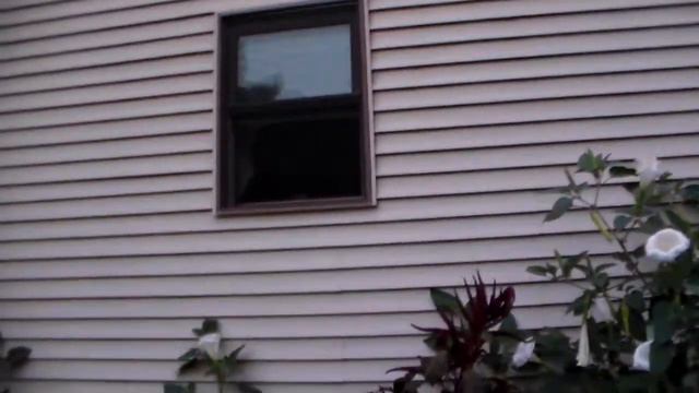 An Evening Walk Around My Garden 8-24-17 смотреть онлайн