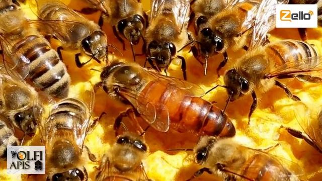 Рахматулин. Бакфаст и карника. смотреть онлайн