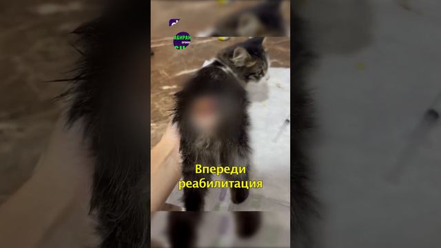 Котенку Дети Отрубили Хвост