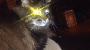 Sasquatch colored cat with laser beam eye shine.