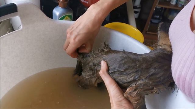 Лисенок Фокси Фокс. Первые водные процедуры!