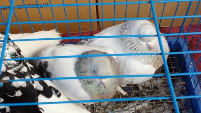 15. 11. 2020 г. Голубиный рынок в Ставрополе / Pigeon Market In Stavropol
