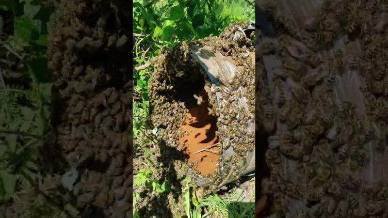 Рой собирается в роёвне