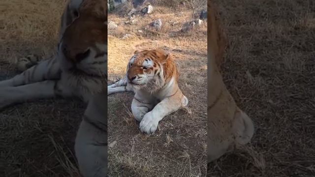 вот так чихает тигр,теперь ты видил больше