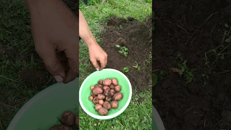 Молодой картофель в Сибири уже в июне!