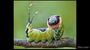 Гарпия Большая🐛