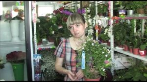 Жасмин -- цветок королей