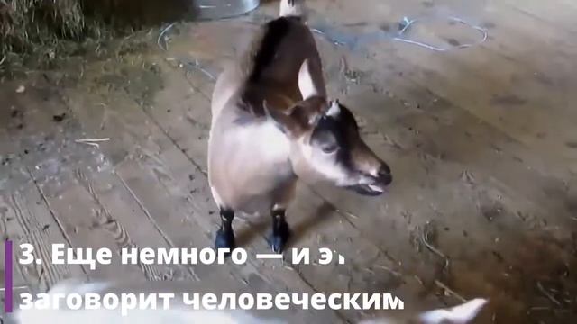 5 животных, которые кричат, как люди смотреть онлайн