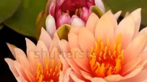 Time lapse opening of water lily flower   2025769   Shutterstock Footage