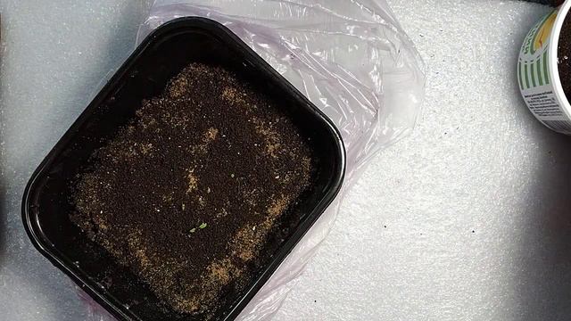 Земляника на рассаду 12 день #рассадаземляники смотреть онлайн