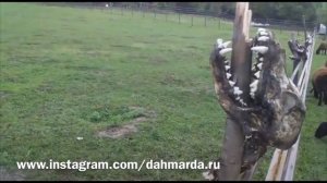 Таджикские аборигенные САО -саги дахмарда сражаются с волками на Северном Кавказе