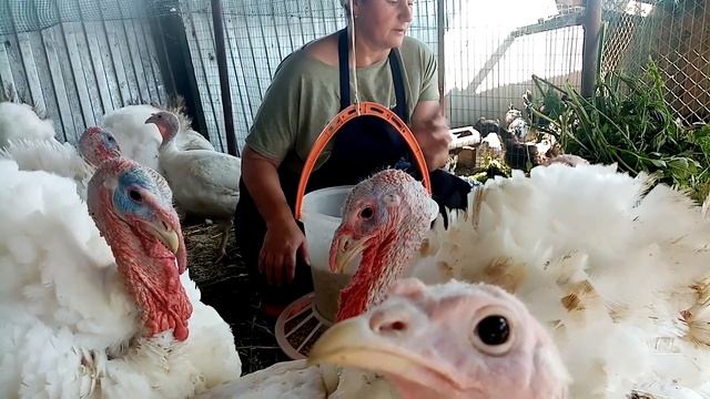 БИГ 6. Кормление и содержание бройлерных индюков. смотреть онлайн