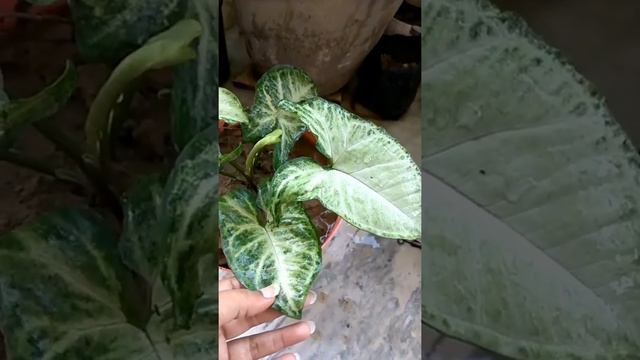 Syngonium arrowhead podophyllum plants care