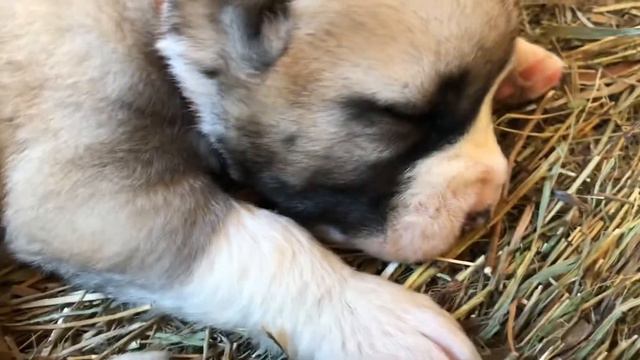 Помет «П» - мы немножко подросли🐶💕🐾! смотреть онлайн