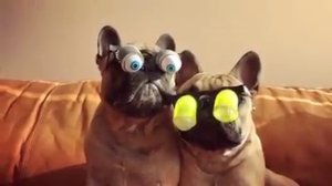 Cạn lời với Sen nào mua mắt này cho... - Chó Mèo là Bá Chủ Thiên Hạ - Facebook