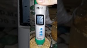 Льняной кисель (живой).