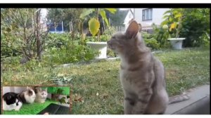 Мурочка, мне очень жаль...     #анукадавайка