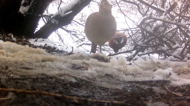 ПЕТЛЯ НА ФАЗАНА В ДЕЙСТВИИ смотреть онлайн