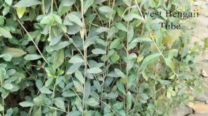 Garden Tips 42 || Accurate Indian Jasminum nudiflorum Plants with Natural View