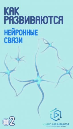 Как развиваются нейронные связи?