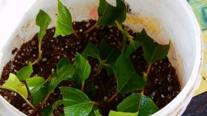 ГОРТЕНЗИЯ "GREAT ESCAPE", ОБРЕЗАЛА  БОЛЬШУЮ ВЕТКУ И КОРНИ.. ЗАЧЕМ??