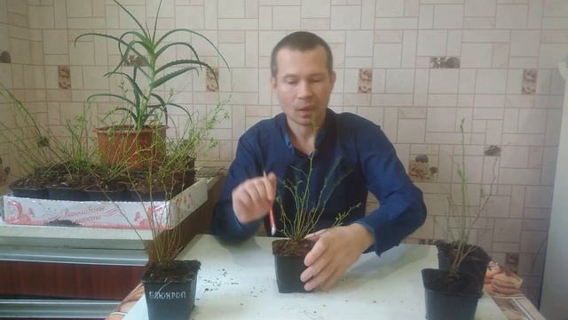 ГОЛУБИКА ПОСАДКА И УХОД.Как правильно подготовить обрезать саженцы голубики перед посадкой смотреть онлайн