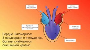 Биология ОГЭ/ЕГЭ.  Выпуск 27  Класс Земноводные