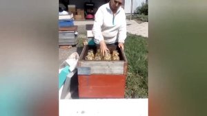 Соты в банке?