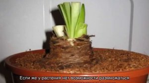 Почему не цветет амариллис дома — что делать