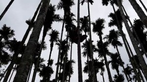 Как лазить по пальмам