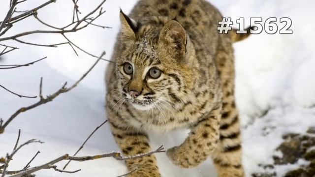 #1562. Рыси (В мире животных) смотреть онлайн