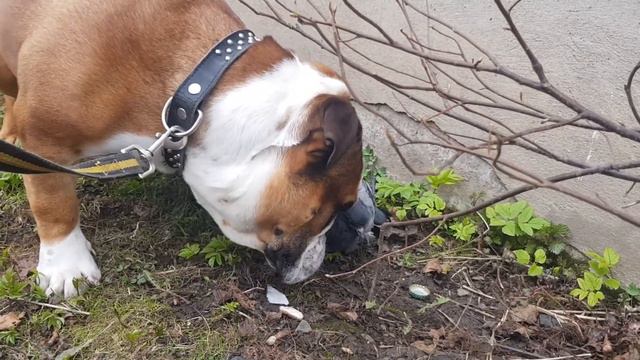 Прогулка с птицей🤣🤣🤣 смотреть онлайн