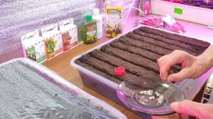 томат -Хлебосольный