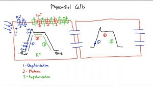 Что такое деполяризация и реполяризация? Просто/Легко Объяснено