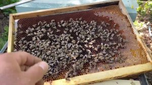 Беспокойство пчел при потери матки