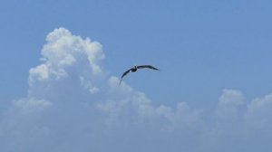 УДИВИТЕЛЬНЫЕ ЗВУКИ ЯСТРЕБА В ДИКОЙ ПРИРОДЕ?!