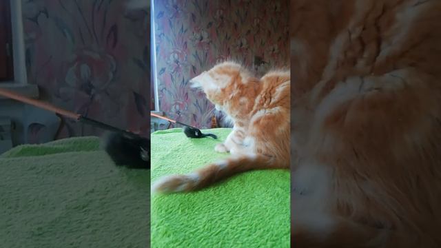 Кот мейн-кун красный мраморный от папы полидакта (MCP) смотреть онлайн