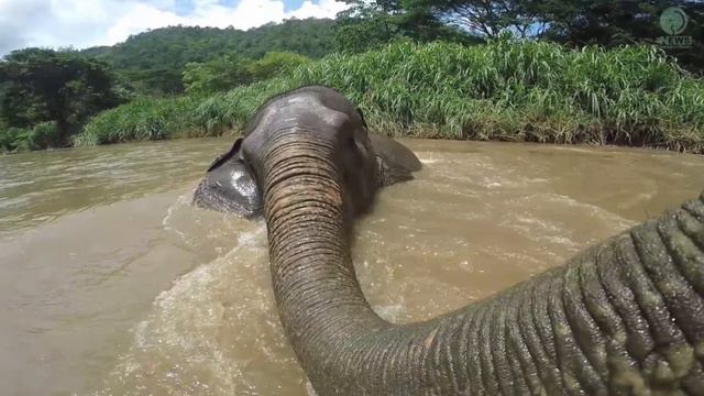 Существует ли лохнесское чудовище? смотреть онлайн