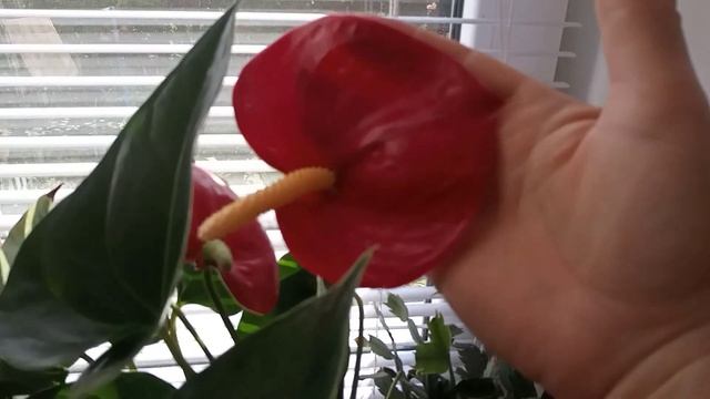 ЗАЦВЕТУТ ВСЕ ЦВЕТЫ В ДОМЕ !!! ЧТО ТВОРЯТ ЭТИ КРУПИНКИ ОСМОКОТ МОРЕ БУТОНОВ У ВСЕХ МОИХ ЦВЕТОВ смотреть онлайн