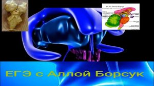 Строение промежуточного мозга в 3D.Анатомия человека