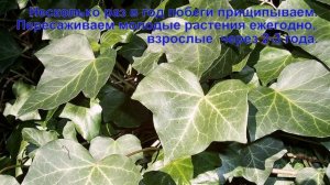 Плющ обыкновенный . Правила ухода