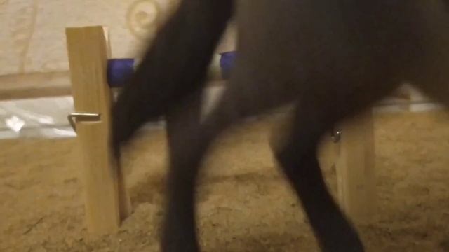 Типы лошадей шляйх.??? смотреть онлайн