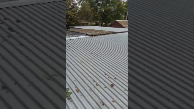 Собираю орехи у деда в деревне смотреть онлайн