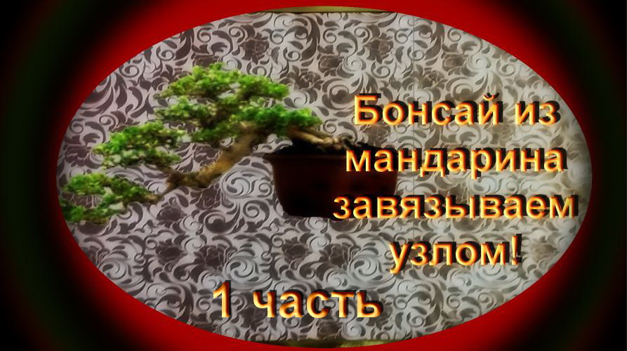 1.Создания бонсай завязанный узлом из мандарина 1 часть. Creation Bonsai Style - Mandarin Cascade 1