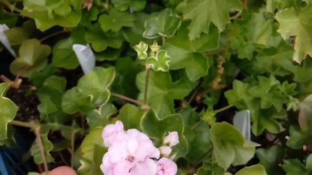 Летнее цветение моих зональных и плющелистных пеларгоний. смотреть онлайн