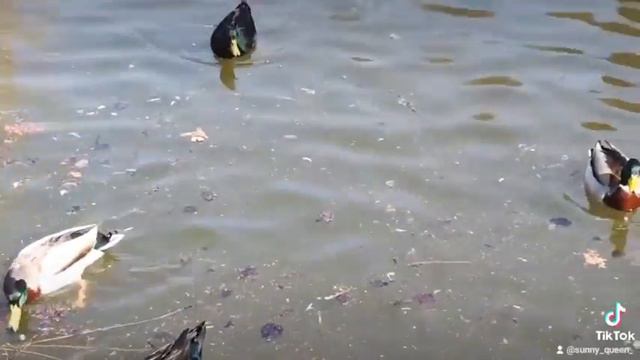 #красивое видео #лебединоеозеро